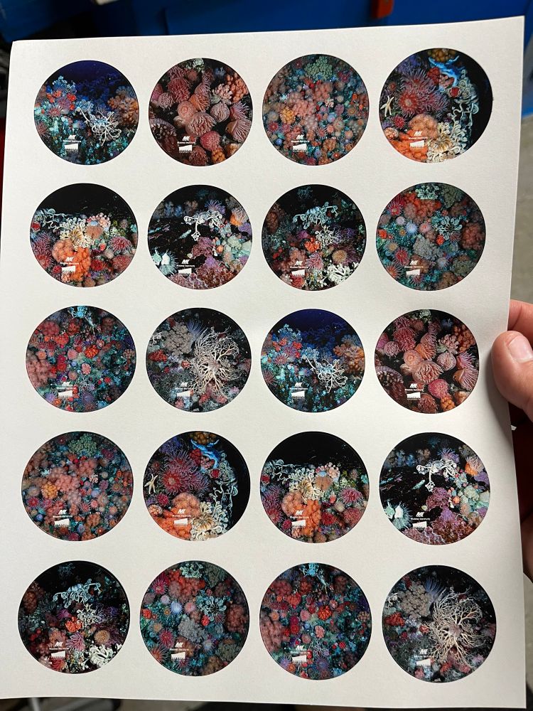 A sheet of stickers that are round 4 by 5. They are various underwater shots of coral reefs we found 
