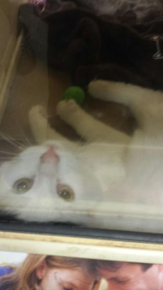 My cat, Wynne Genki peering at me through the glass at the adoption centre. She's a year old in this photo.