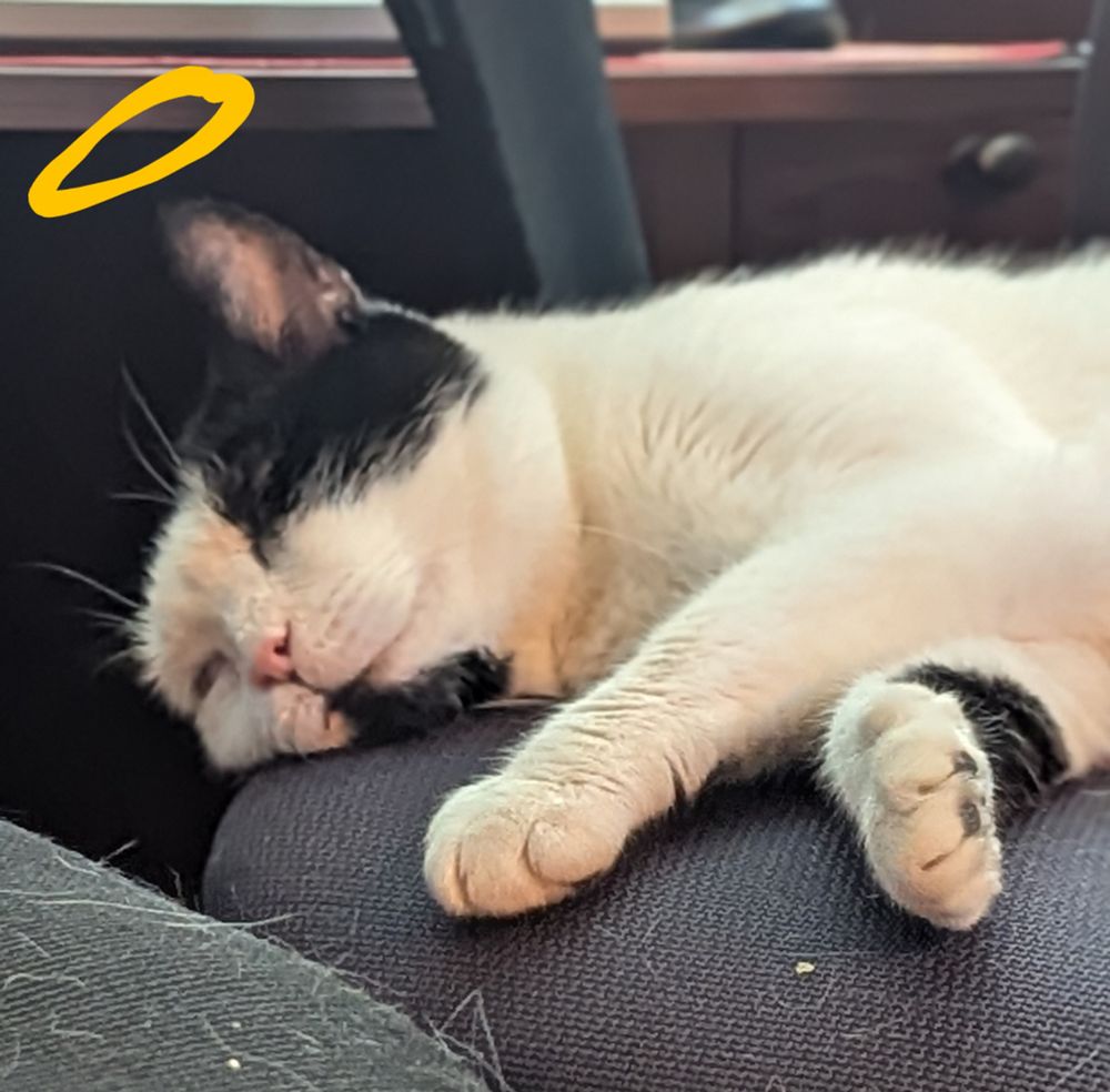 Rocky the cat sleeping soundly amongst the fur he has shed. A halo is drawn over his head to symbolize that he is a perfect little angel 