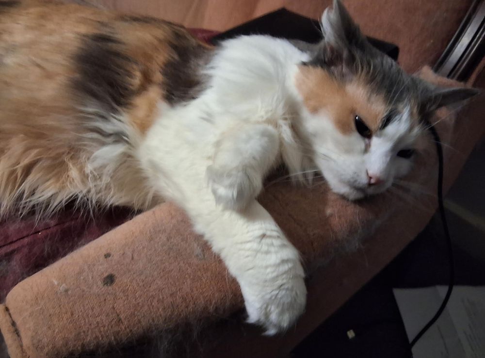 Dilute calico cat flopped out over my couch.