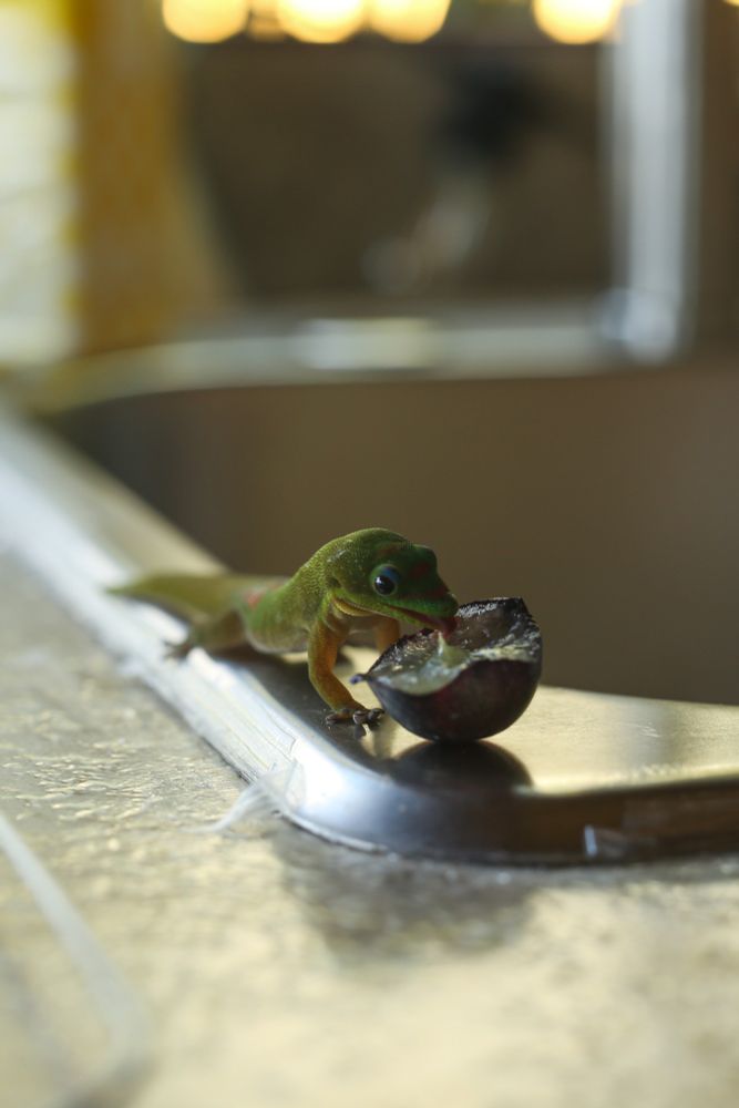 A gecko licking half a grape on the corner of an outdoor sink