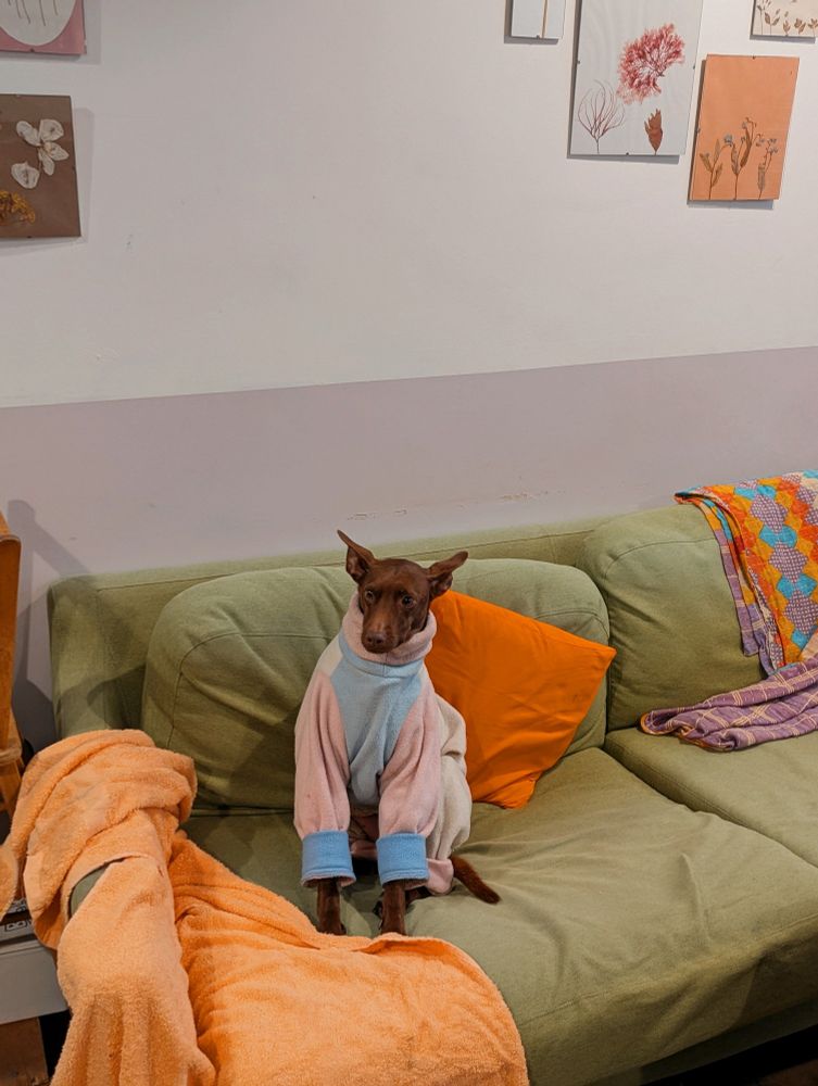 A stylish pup wearing a fleece on a sofa 
