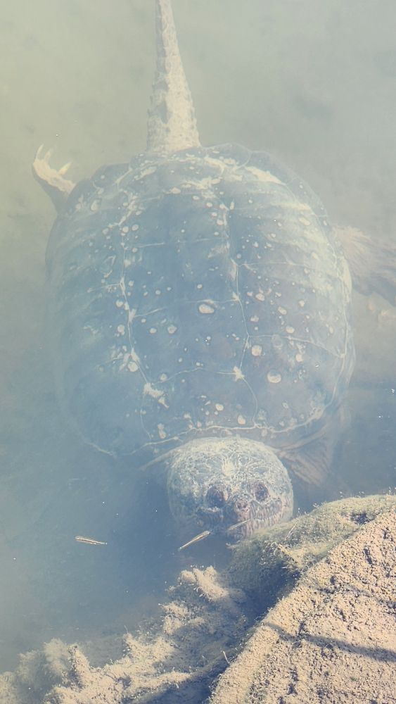 A snapping turtle looking up from below the water