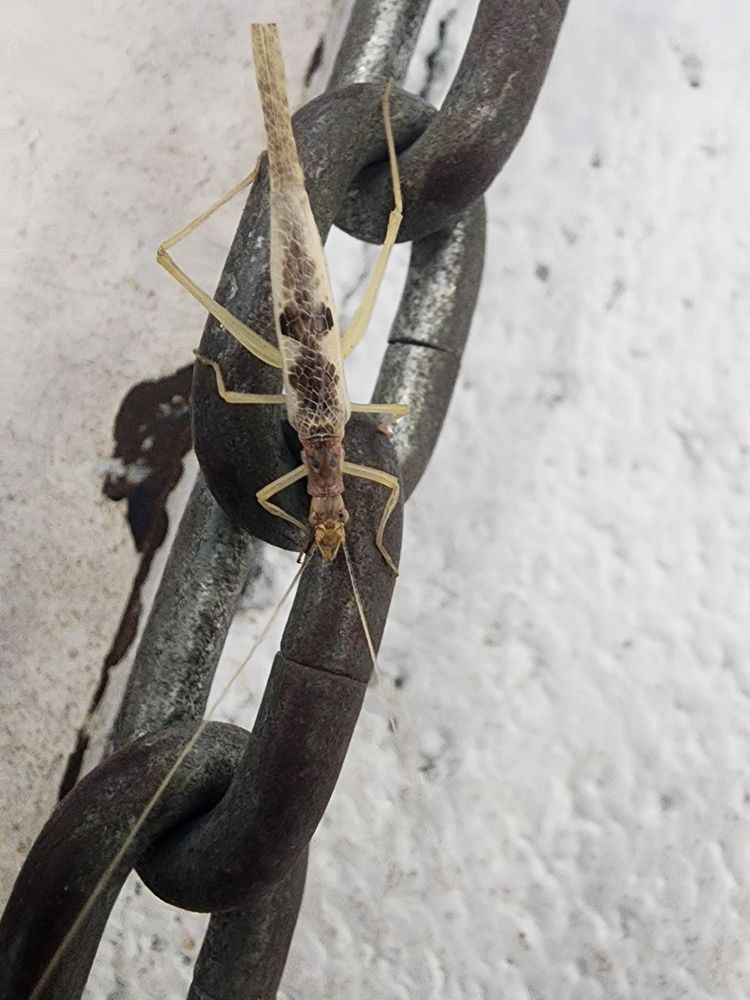 Photograph of a long white cricket sitting on a metal chain. It had a dark head with dark spots along its back. 