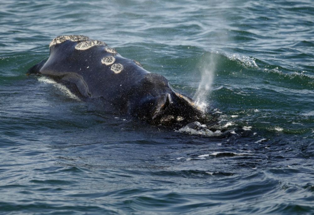 Officials confirm that Maine lobsterman’s gear caused the death of endangered right whale