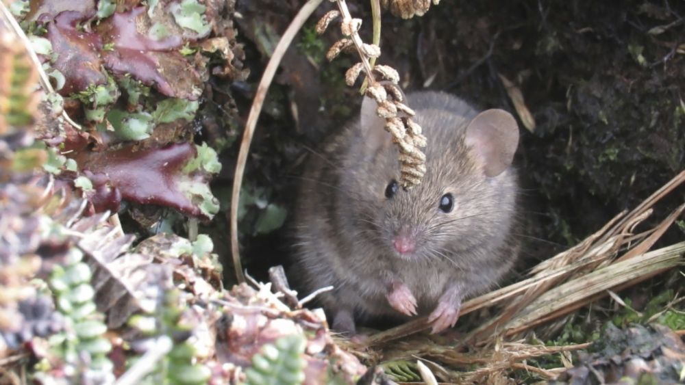 Ask Maine Audubon: A naturalist’s view of keeping pests out of your home