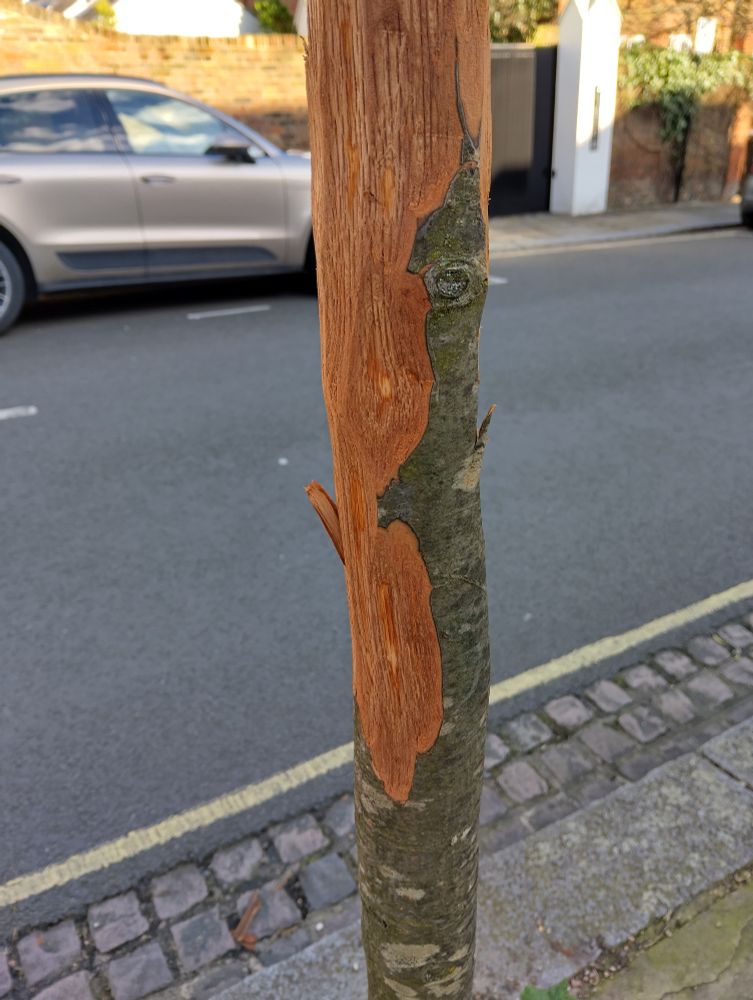 Tree who's bark has been stripped off. 