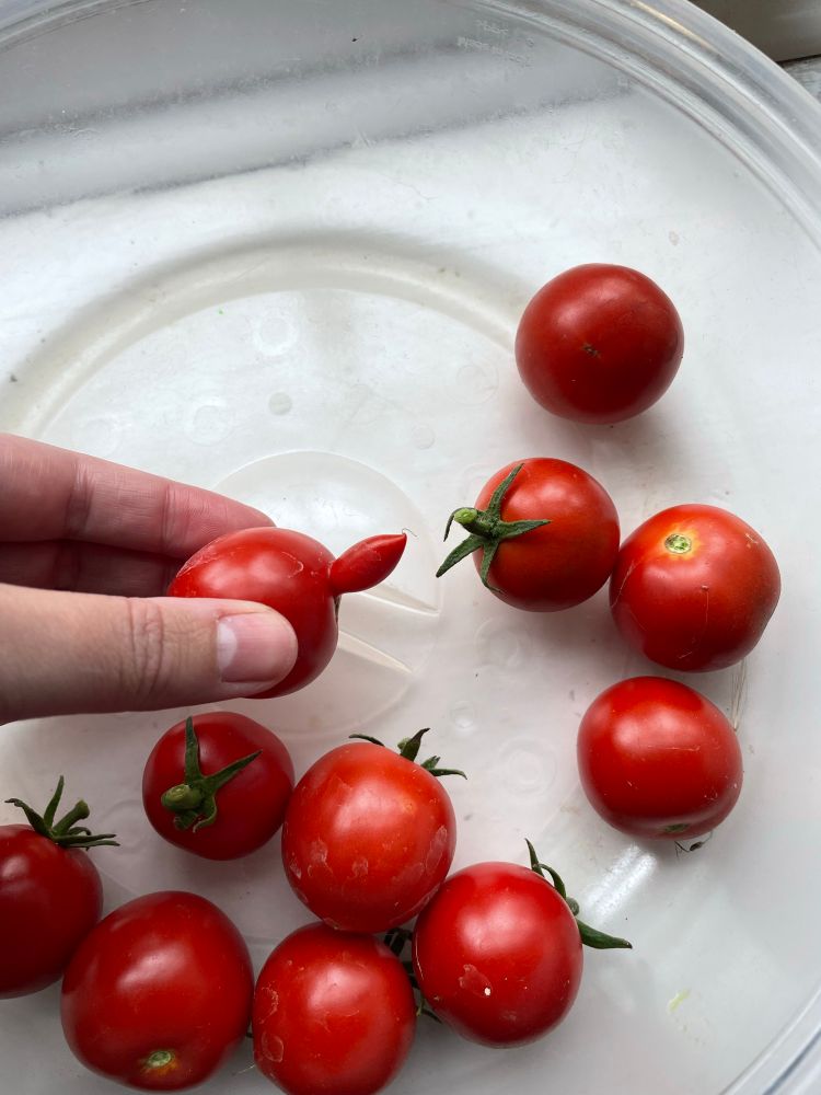 A bowl of hand-picked tomatoes, one of which has a tumescent little growth 