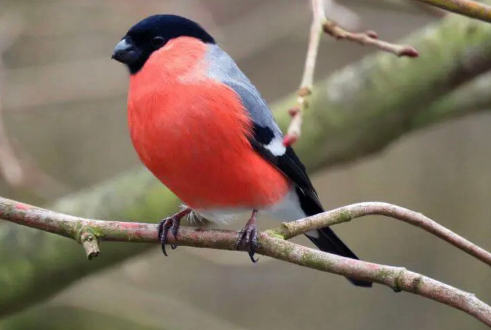 A bullfinch 