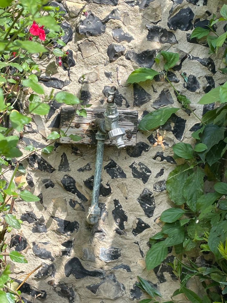 A photo of an outside tap next to a salvia bush. If you look carefully there are two or weavers in their webs.