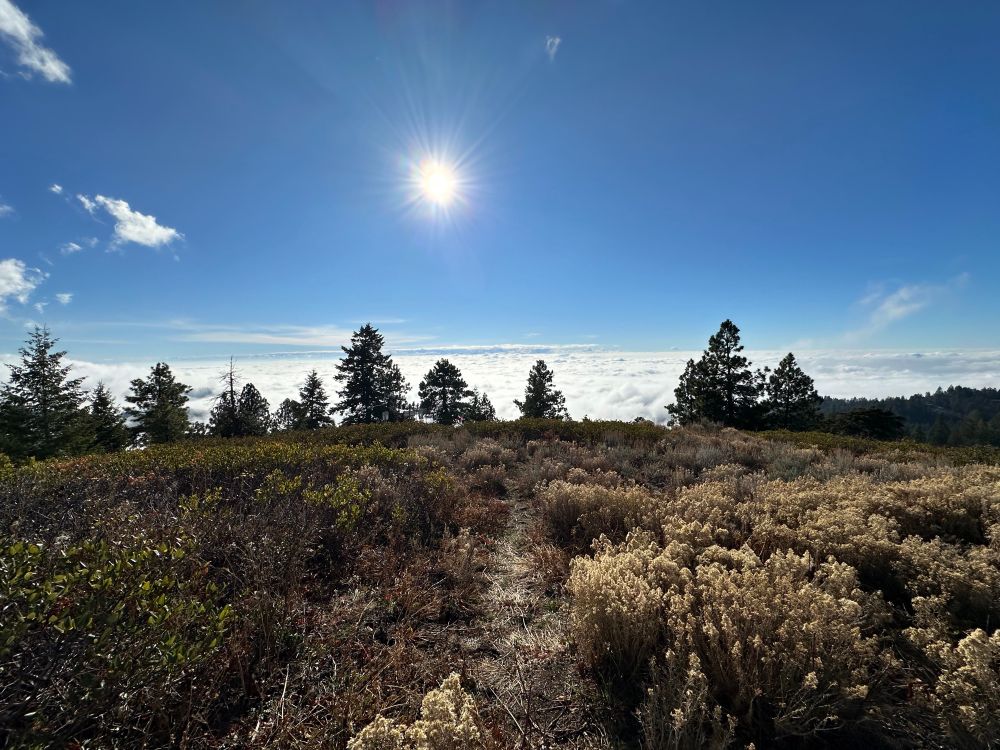 A mixed forest-shrubland mountain ecosystem in the foreground far above a cloudy inversion in the background