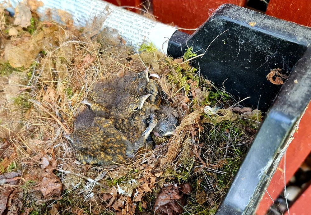 Ein Nest mit jungen Zaunkönigen in einer eigentlich leeren Blumenkiste.