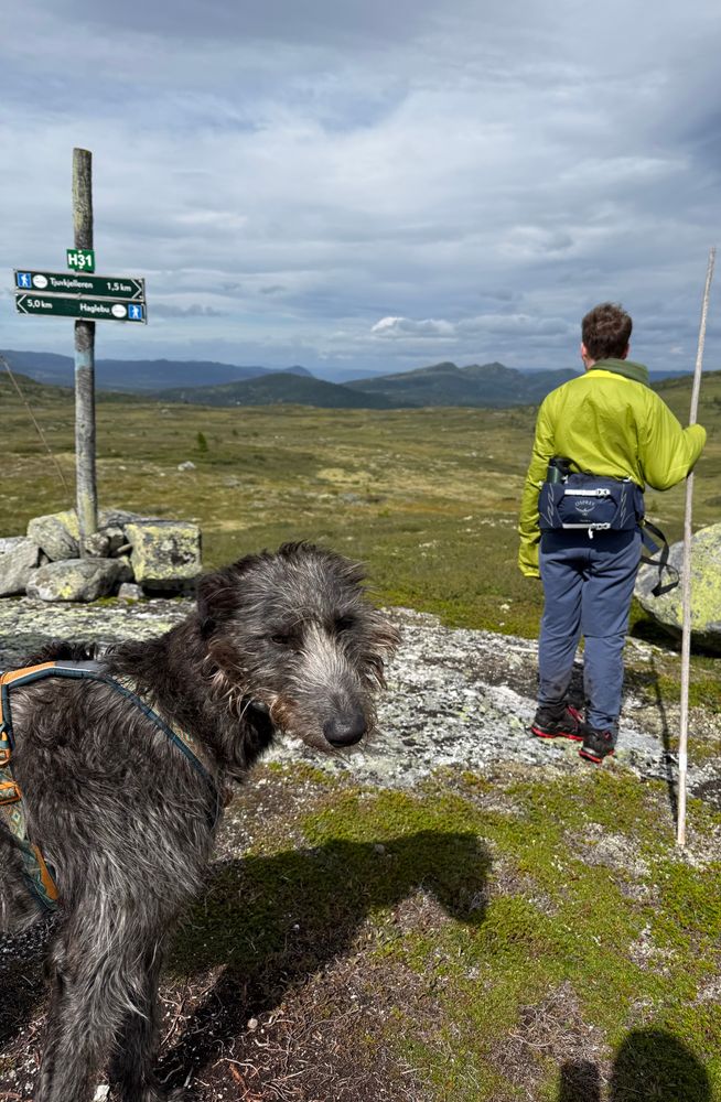 A dog is looking at the camera while a boy is looking out over the mountains with his back to the camera. In the background you can also see a signpost 