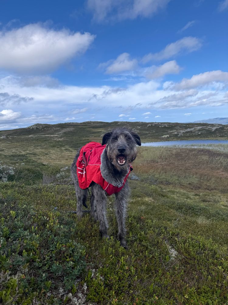 Eamon the deerhound demanding treats