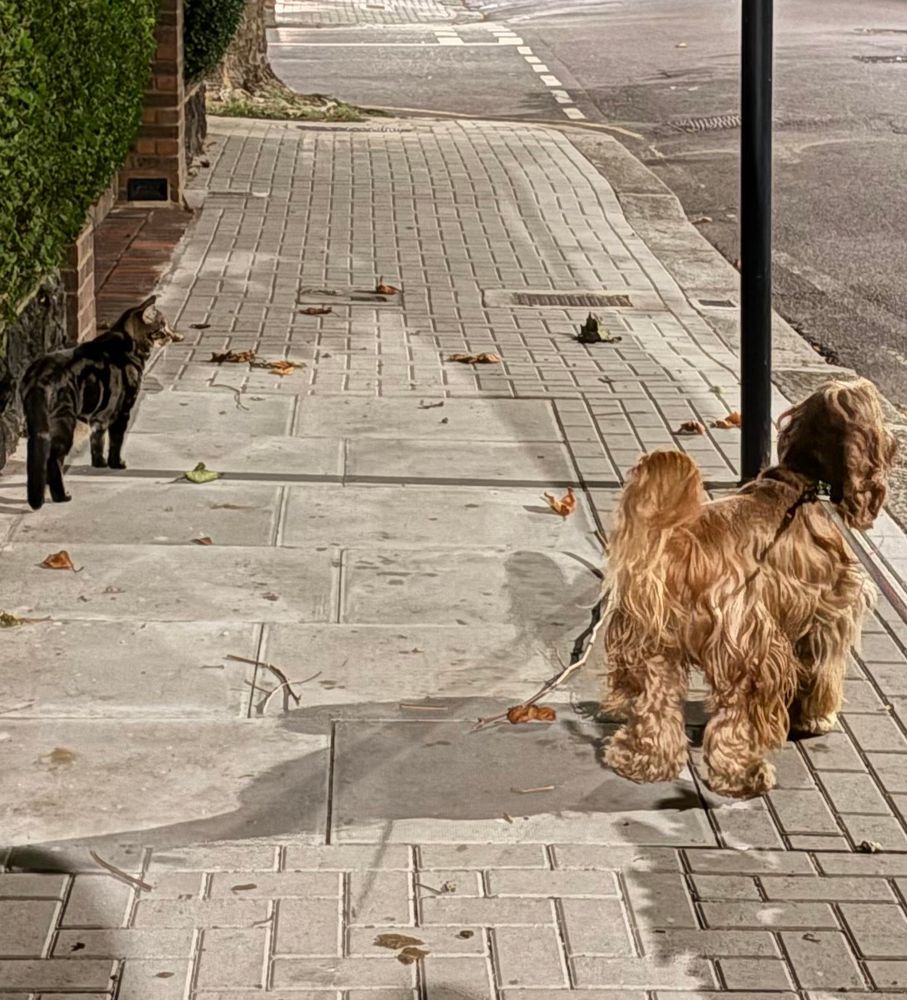 High alert for a spaniel and the cat who owns him on their night time walk.