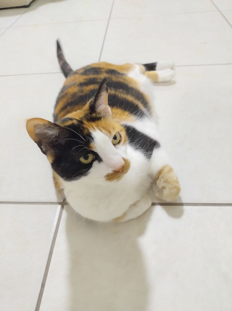Uma gatinha tricolor bem gordinha deitada sobre um chão de azulejos brancos com as patas da frente por baixo do corpo e uma expressão de tédio 