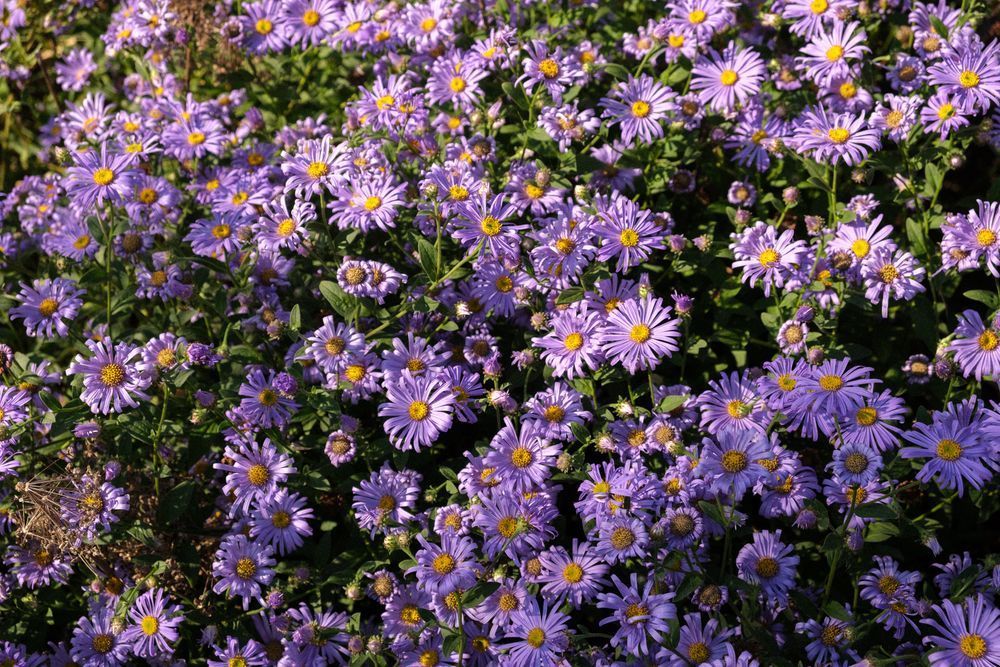 tens of purple flowers with yellow centres