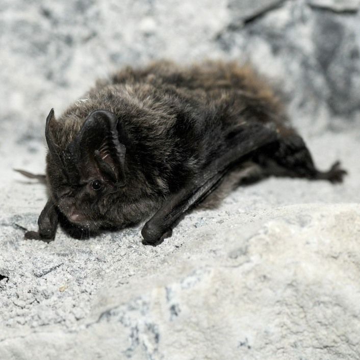 A close-up picture of a bat within a cave like habitat.