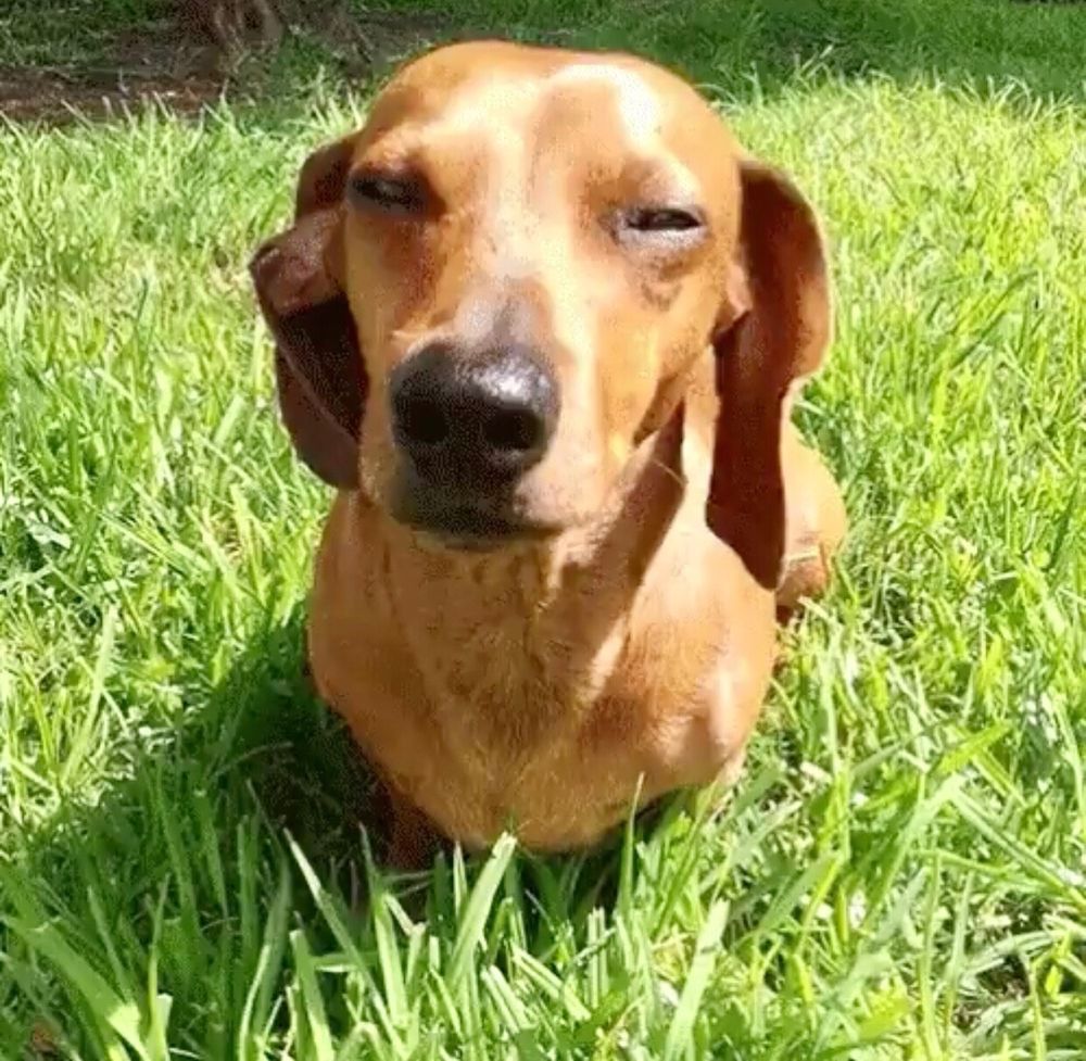 A light brown Dachshund sitting on grass with the sun in his eyes, looking judgmental as fuck