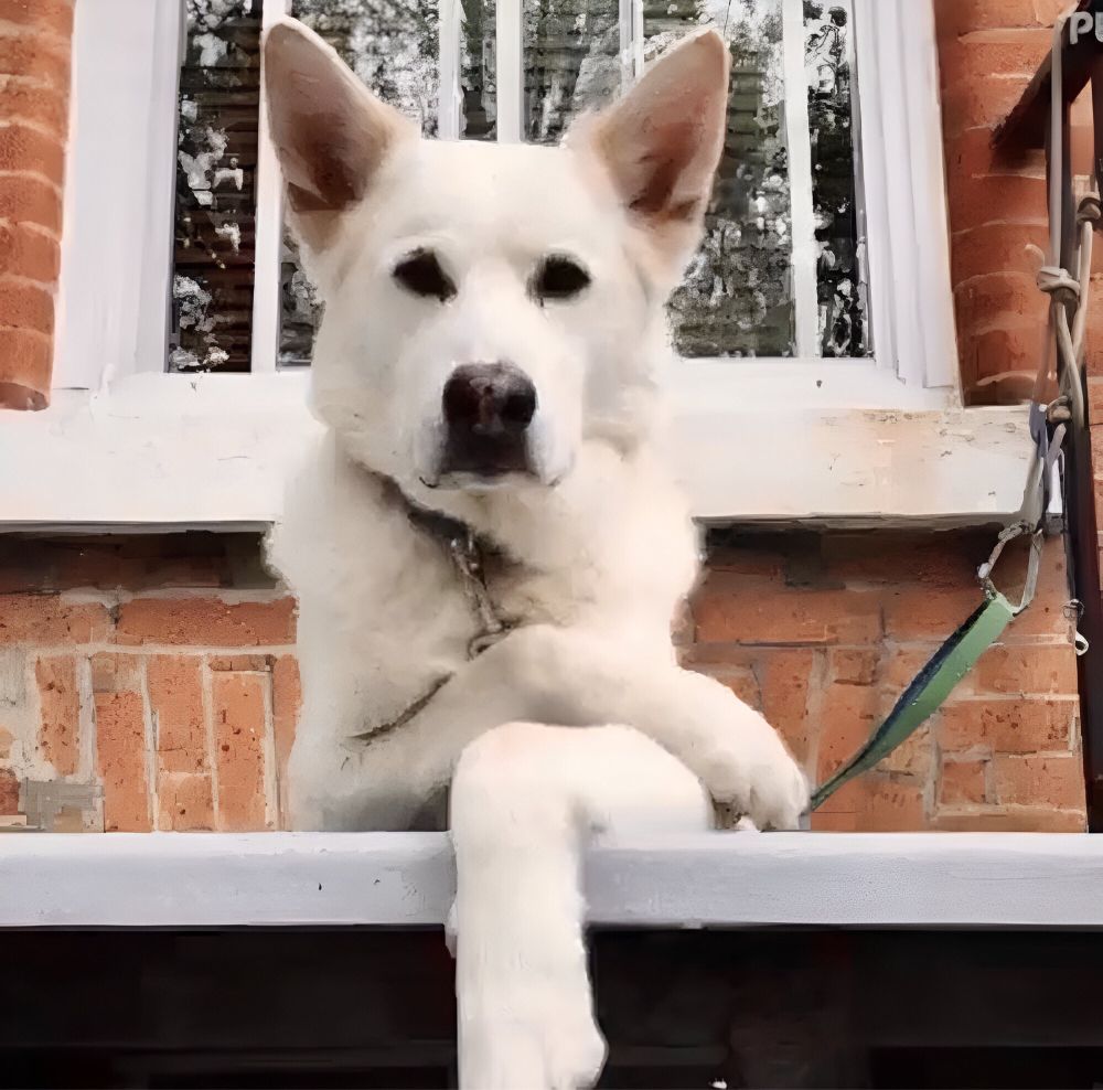 A white dog holding a judgmental pose, appears to stare right into your soul, to ask:

“Do you feel good about what you’ve done?”