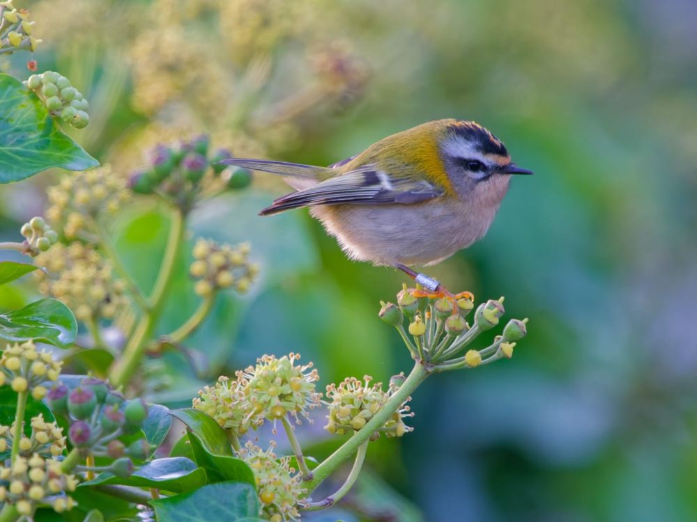 Firecrest (ringed) © Ross Bower