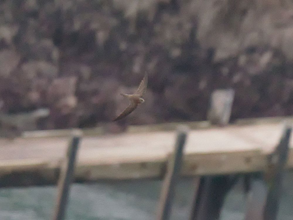 Flight shot of a Pallid Swift with the jetty out of focus in the background