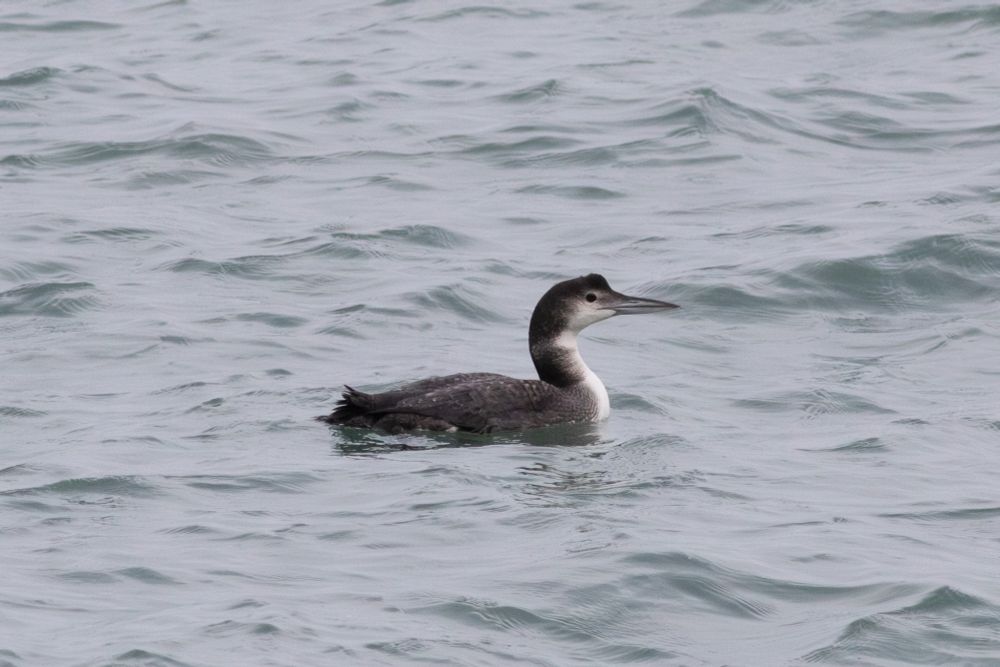 Great Northern Diver