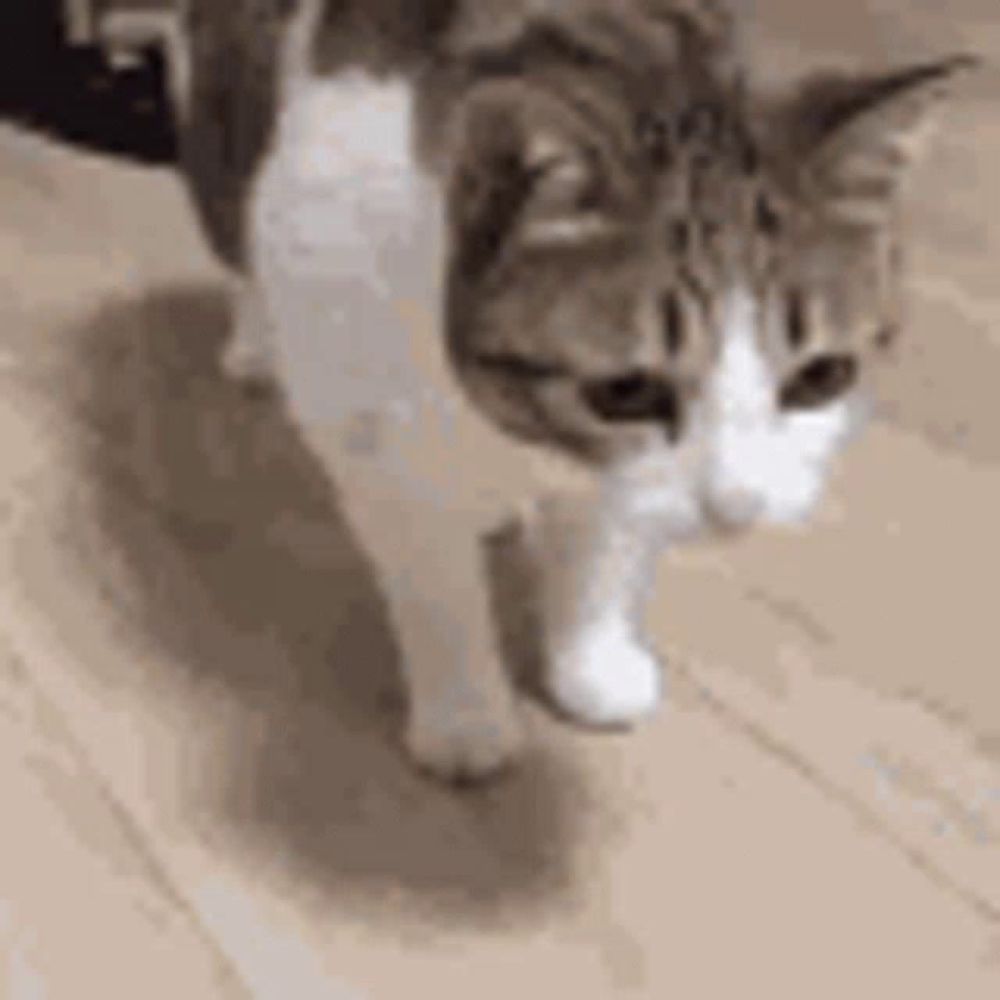 a brown and white cat is walking on a wooden floor and looking at the camera .