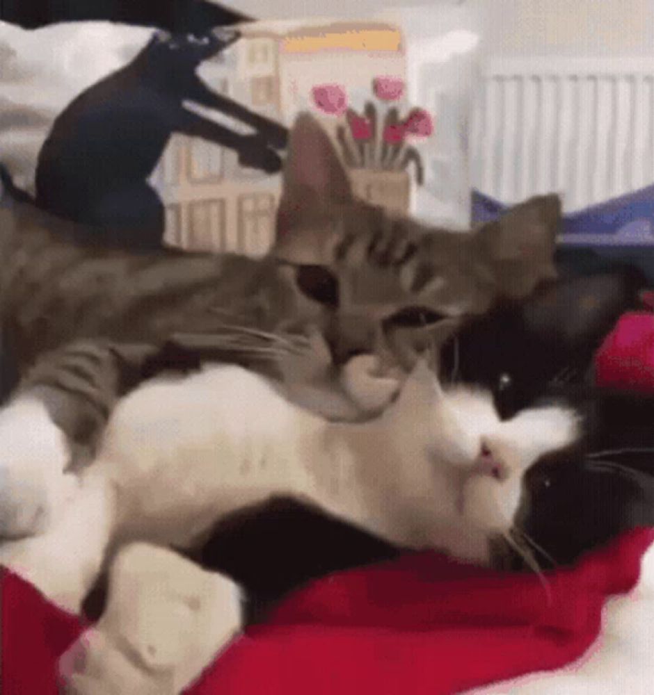 two cats are laying on a bed and one is licking the other 's nose