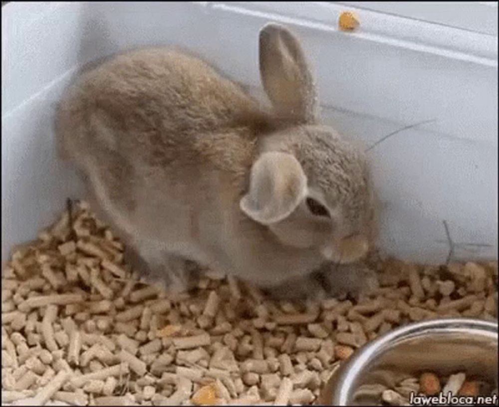 a small brown rabbit is standing on a pile of wood chips .