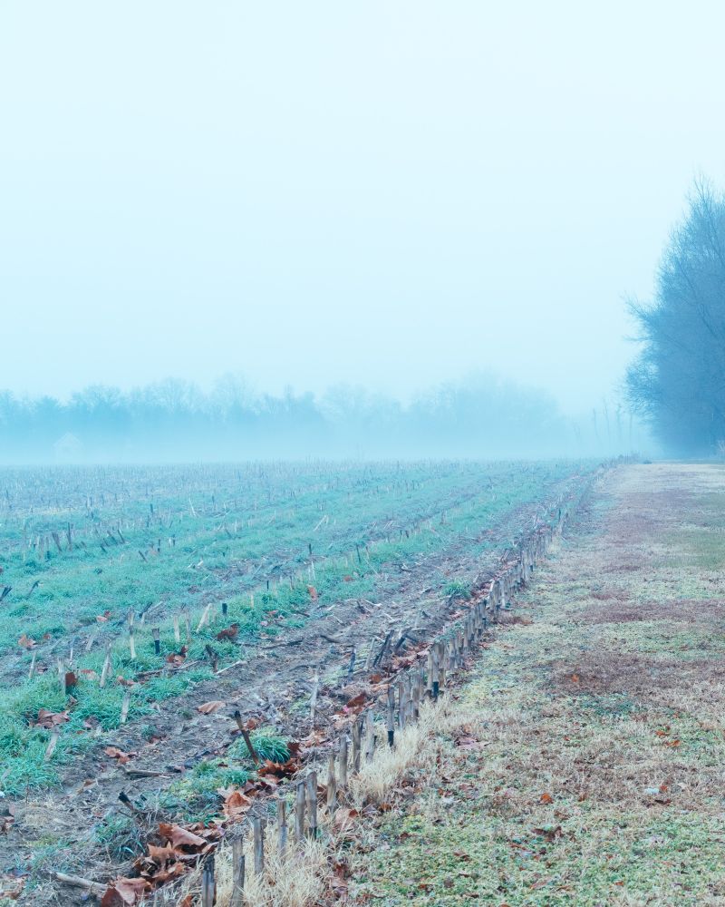 A harvested farm field with fog. 