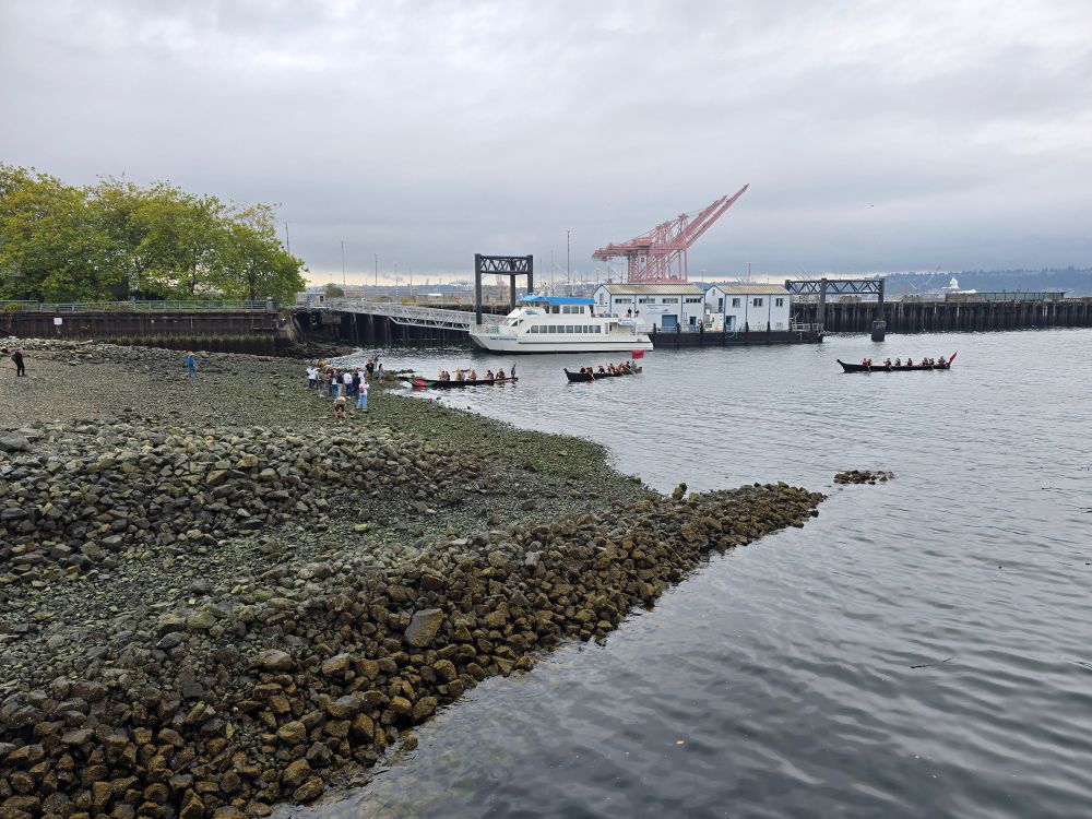 Traditional indigenous canoes arriving at the Habitat Beach on the Seattle Waterfront. 