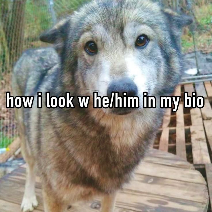 Meme, um cachorro grande como um lobo fazendo uma cara fofa. O texto diz, em inglês: Como eu pareço tendo ele/dele na minha bio