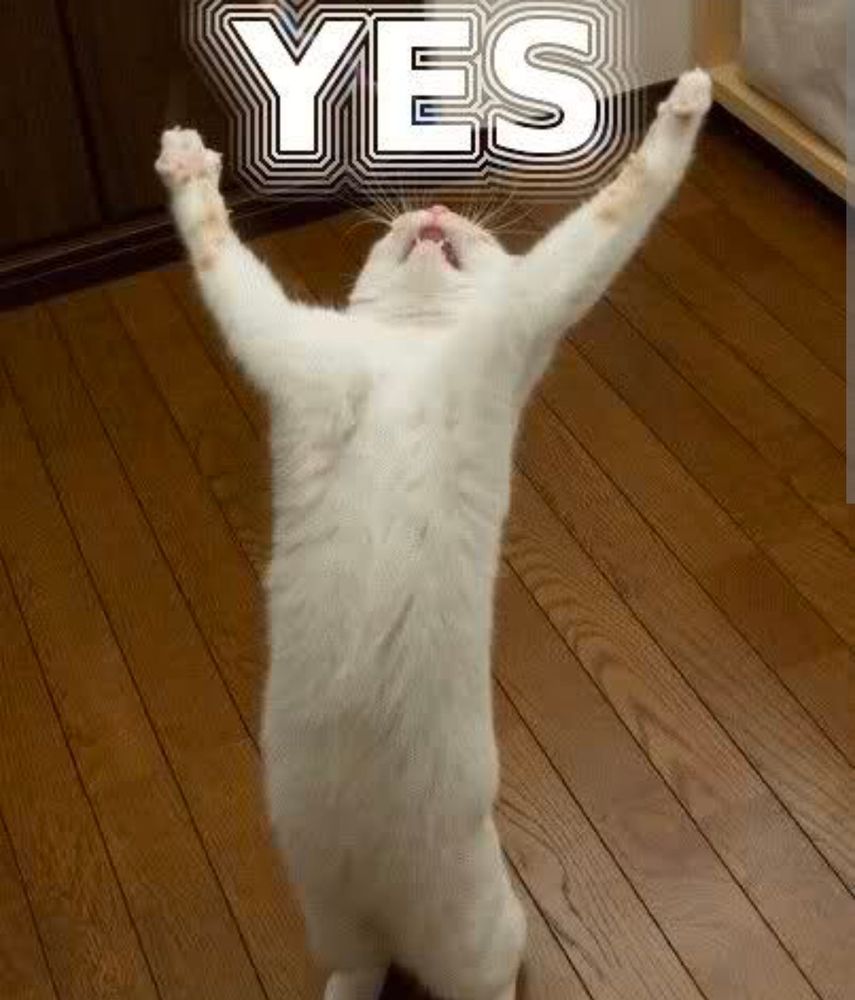 Un chat blanc sur un parquet couleur bois qui lève les pattes au ciel avec au dessus de lui écrit "YES".