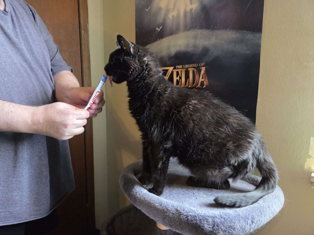 A picture of J.D. Lowe giving one of his cats, a young male named Sheldon, some Churu. In this picture he's standing on a cat tree; he's had his back left leg amputated due to cancer.