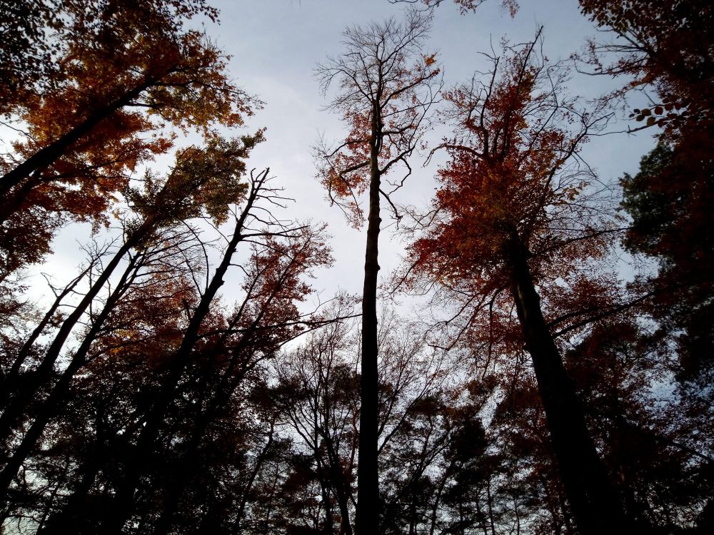 Zu sehen sind Bäume in einem Wald. Sie ragen hoch in den grauen Himmel. Das Laub ist herbstlich-rot gefärbt.
