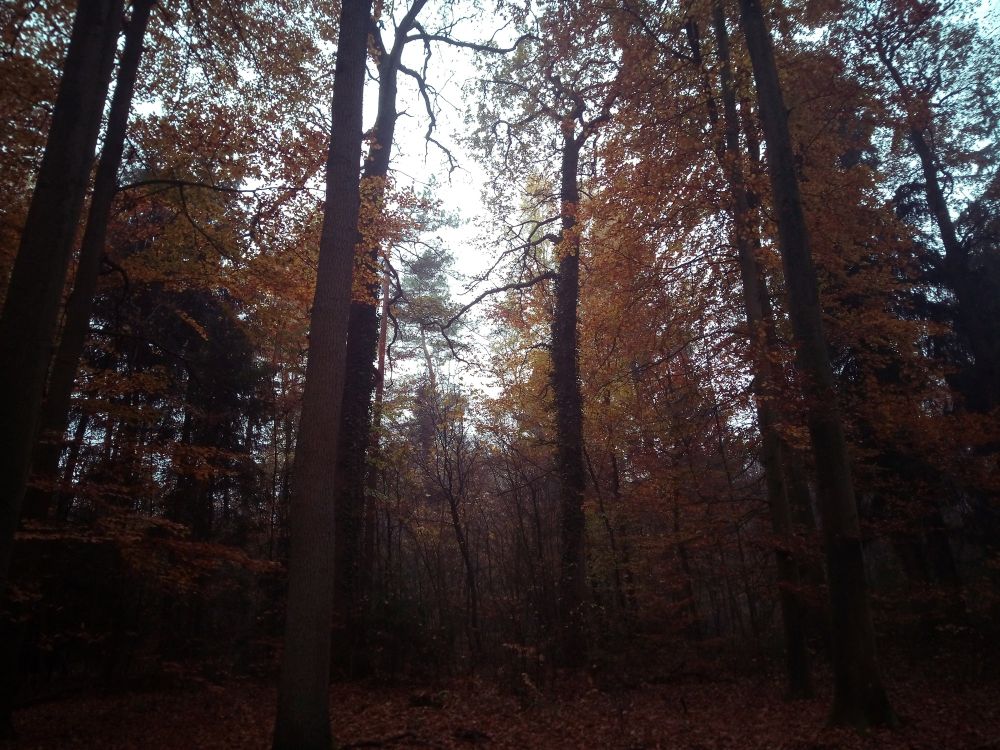 Zu sehen ist ein Herbstwald. Die Bäume tragen gelbes, rotes und braunes Laub. Das Laub am Boden ist rot-bräunlich. Ein Hauch von Nebel zieht durch den Wald. Der Himmel ist grau-weiss.