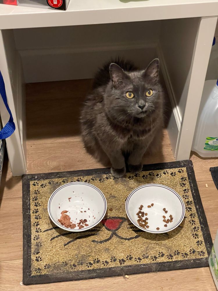 Big grey cat Nikolai waits for someone to fill is nearly empty food bowls.