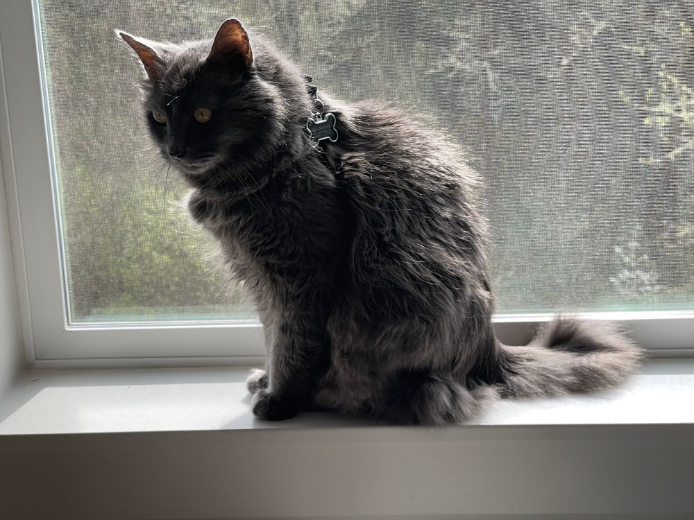 Nikolai threatens to jump if he doesn’t get snacks NOW!