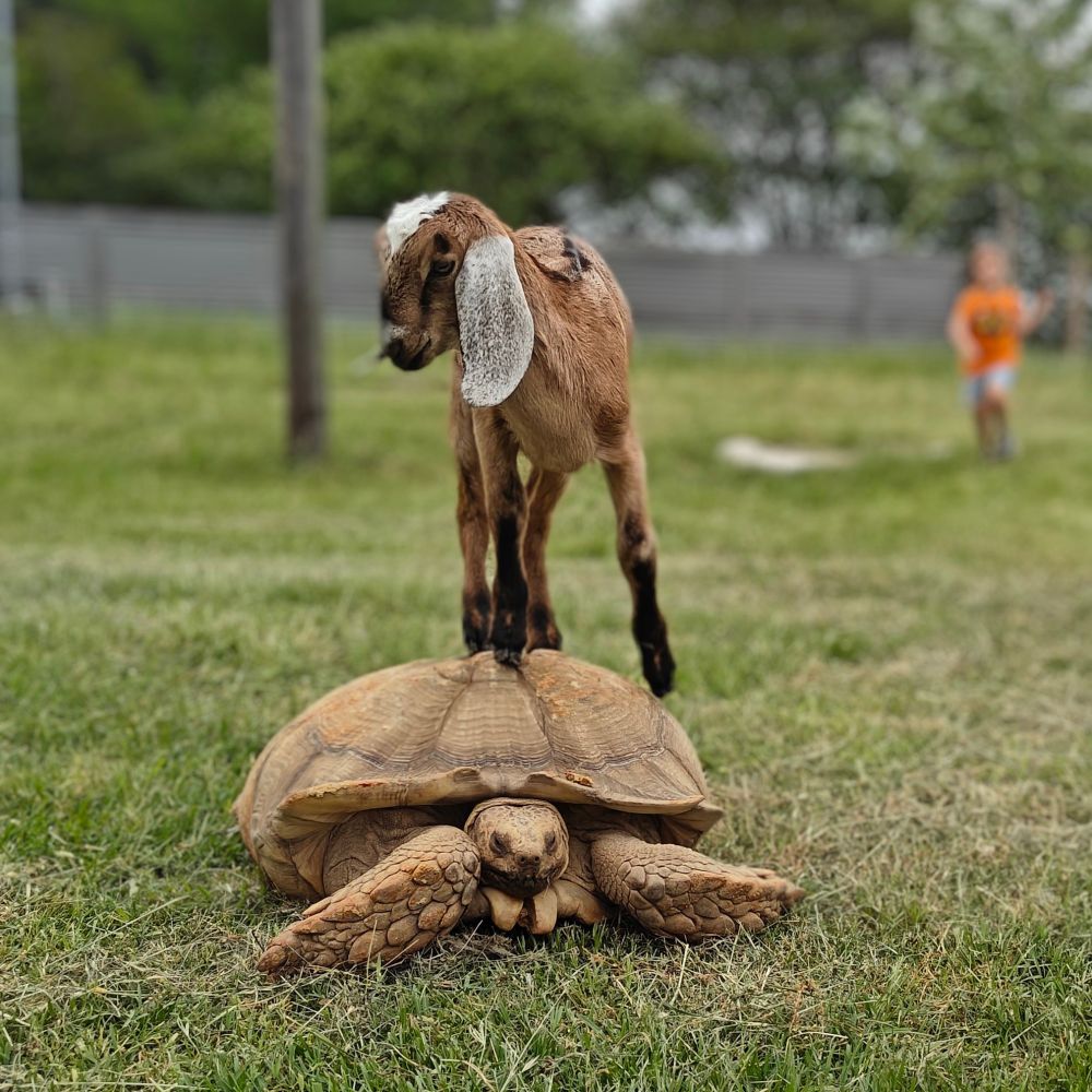 Goat kid on the back of a sulcata tortoise 