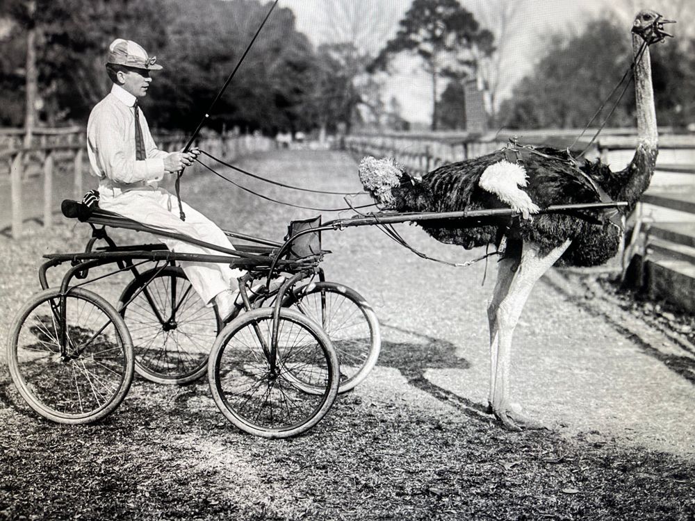 UberBird will use ostrich carts for inner city travel 