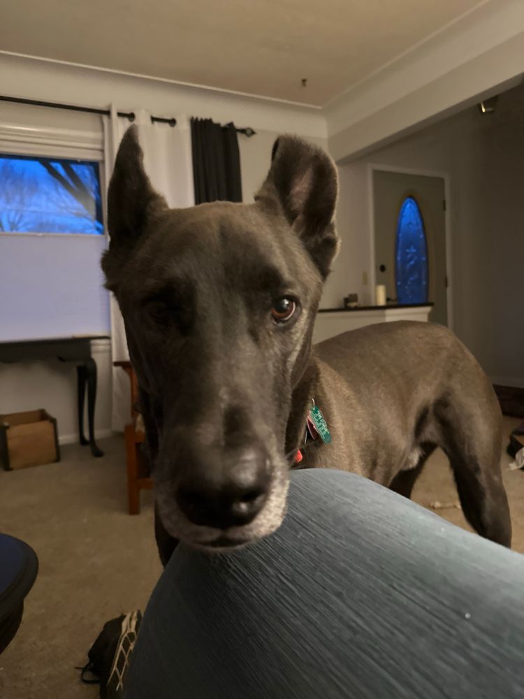 Tall black dog with a gray muzzle and one curled ear gazes steadfastly into the camera because it is supper time. 