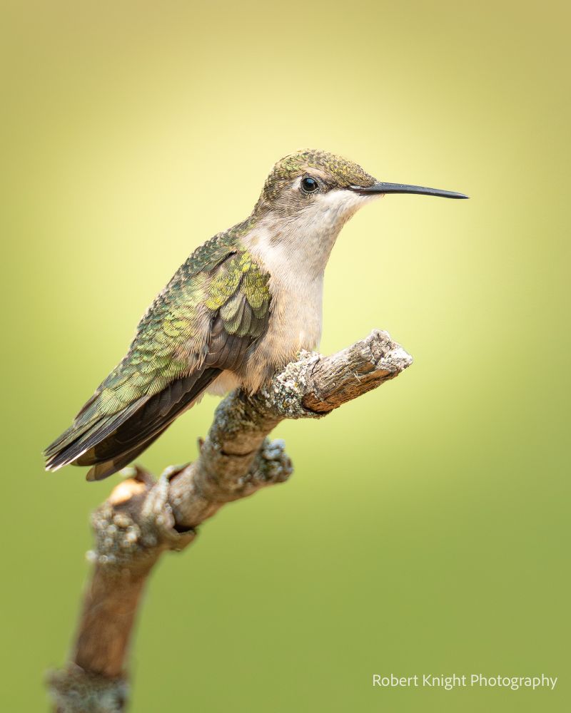 Female ruby throated hummingbird test on a old wooden branch. The birds many details stand out against an out of focus blurred green background. 