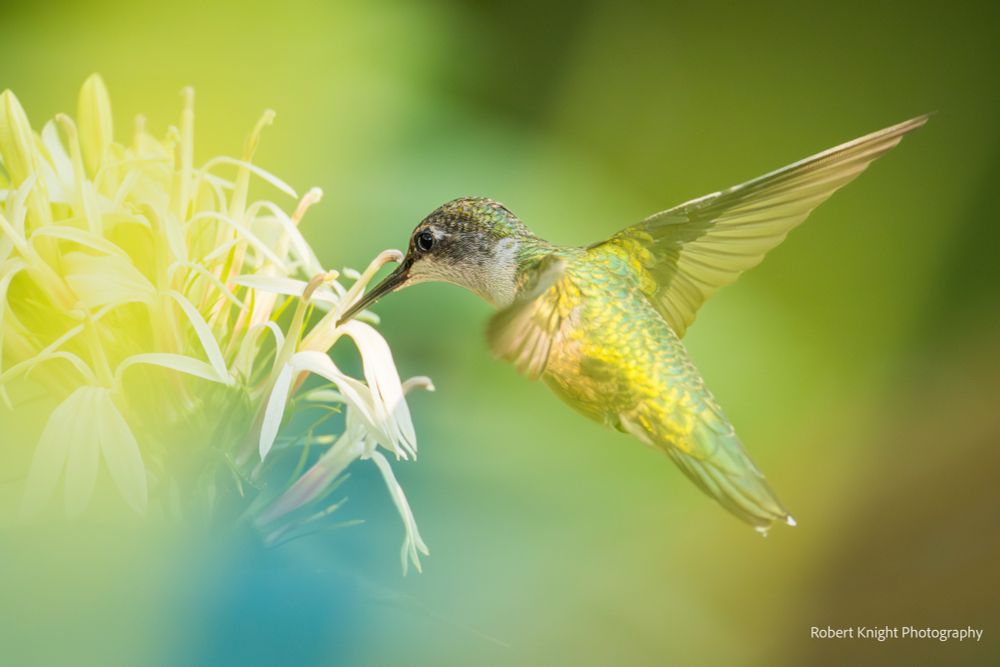 Female ruby throated hummingbird feeding on a white cardinal flower. Selective focuses creates intimacy and show off the birds beauty. Green and yellow out focus areas create ghostly shapes and glows. 