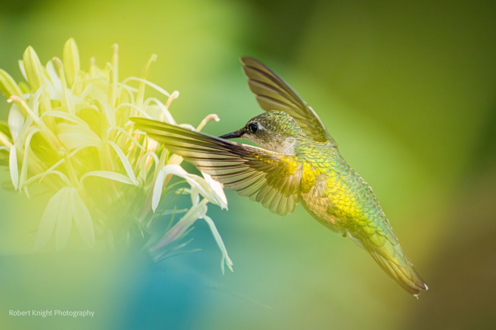 A humming bird feeds on a delicate white flowers. The wings and back display its complex and beautiful feathers. 