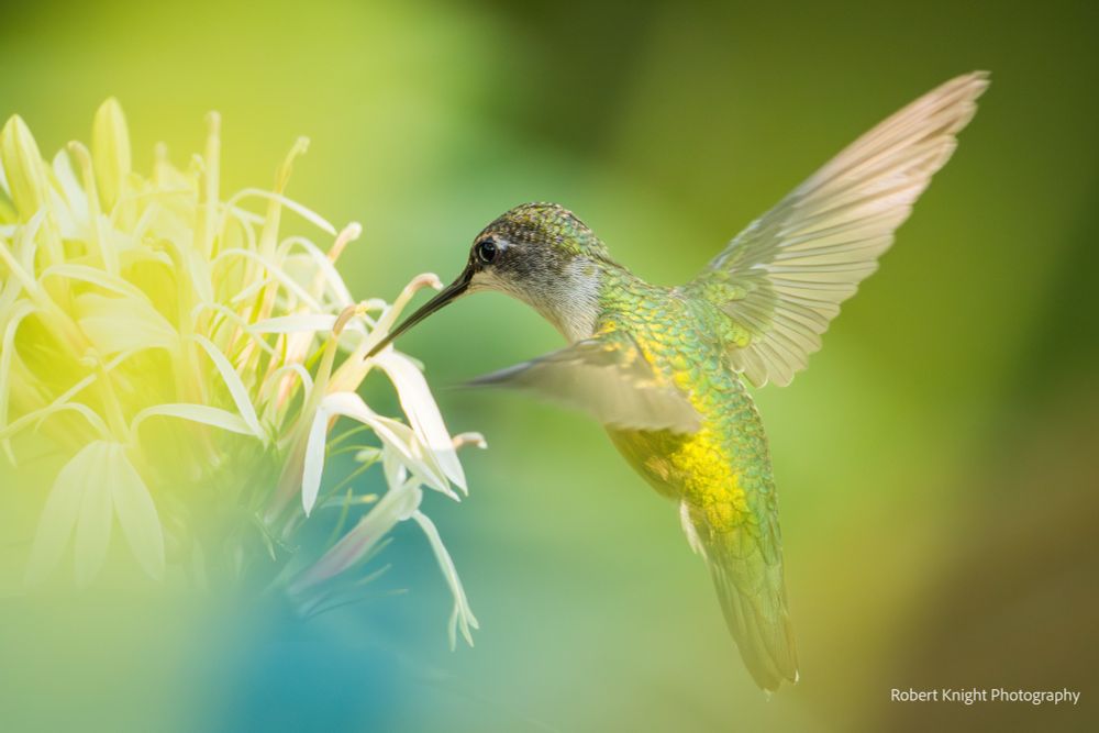 Light reflects off a wing as this hummingbird hovers about. Fine details are visible in the body eyes and wings. 