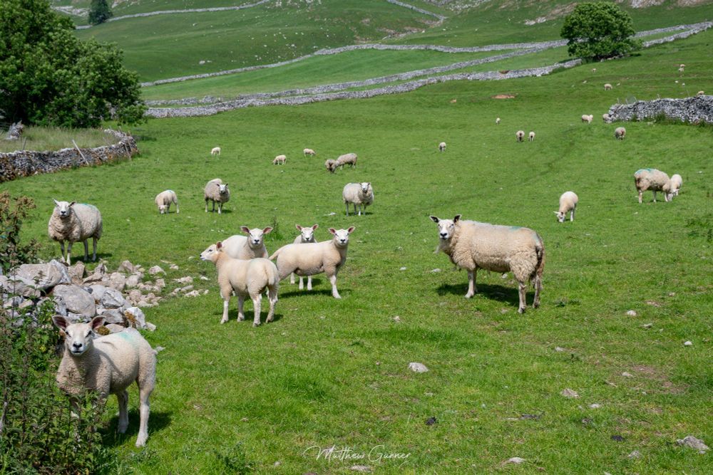 Lots of sheep in a field 