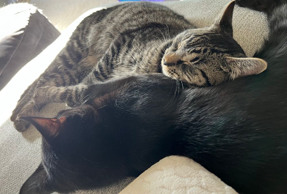 A photo of two young cats cuddling.