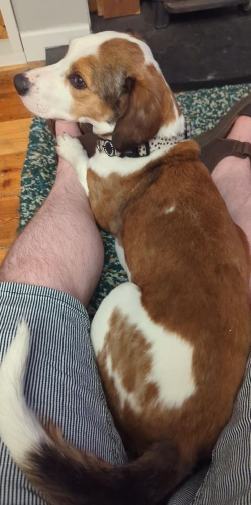 A man's legs in shorts on the floor, with a brown and white dog lying between them, head raised and one paw resting on the person's ankle