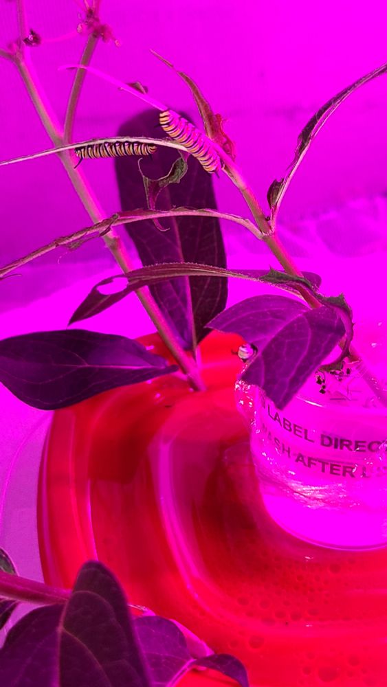 A picture of three smaller monarch caterpillars resting on a milkweed stem indoors.
